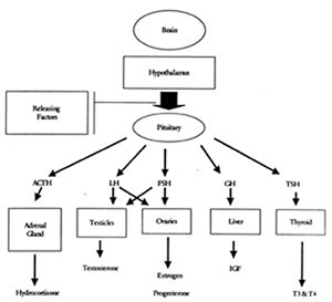 endocrinesystem