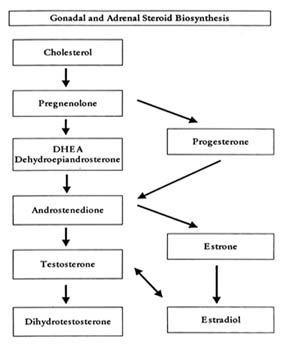 steroidbiosynthesis